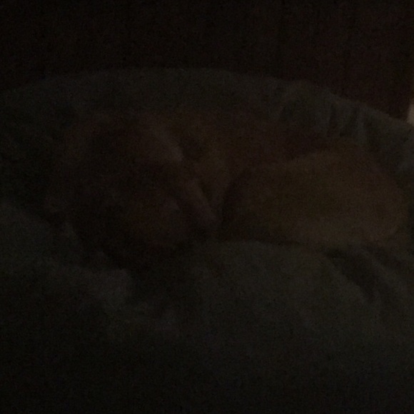 Meet your Posher, Maxi - Picture 1 of 1